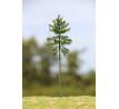 Norway spruce (Picea abies)