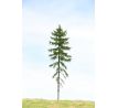 Norway spruce (Picea abies)