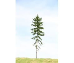 Norway spruce (Picea abies)