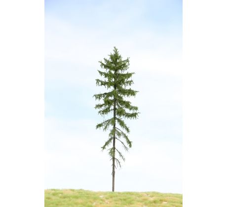 Norway spruce (Picea abies)